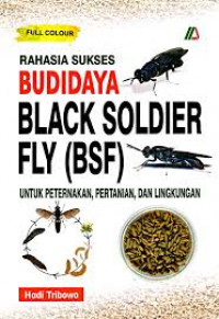 RAHASIA SUKSES BLACK SOLDIER FLY (BSF)